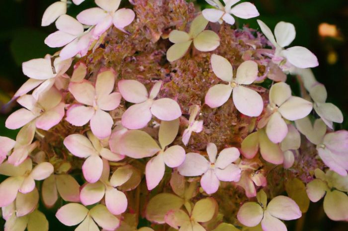 Hortensja dębolistna – uprawa, wymagania i odmiany