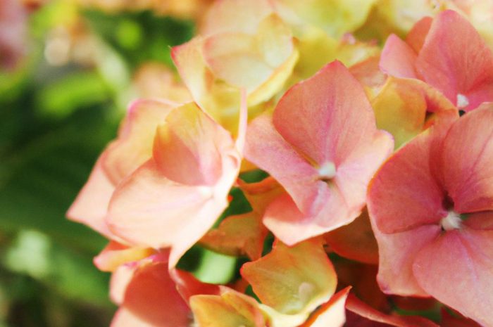 Hortensja drzewiasta – królowa kwietnych krzewów