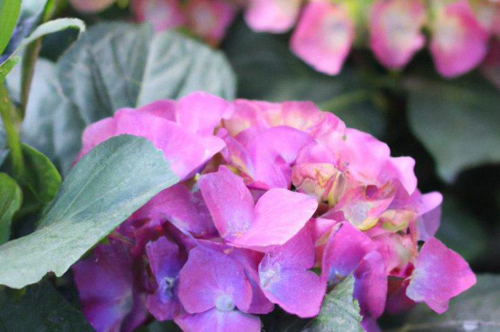 Hortensja – jak dobrze znasz królową polskich ogrodów?