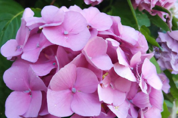 Hortensja kosmata (Hydrangea aspera) – roślina, obok której trudno przejść obojętnie. Poznaj ją bliżej!