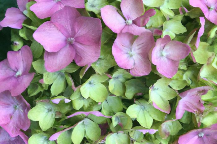 Hortensja limelight PBR – urzekająca roślina o bujnych kwiatach