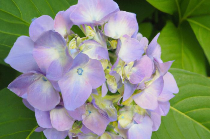 Hortensja ogrodowa – uprawa, pielęgnacja i przycinanie krzewów