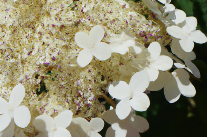 Hortensja pnąca – uprawa, rozmnażanie, zastosowanie w ogrodzie i ciekawe odmiany