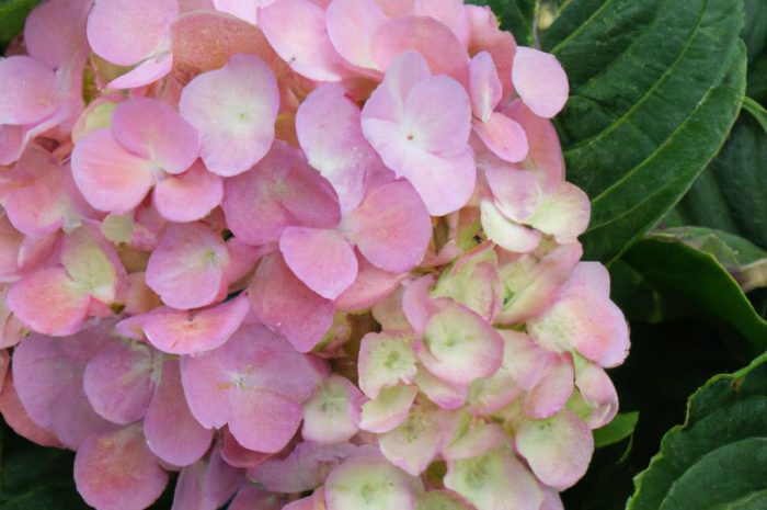 Hortensja po zimie – jak dbać o rośliny tego gatunku?