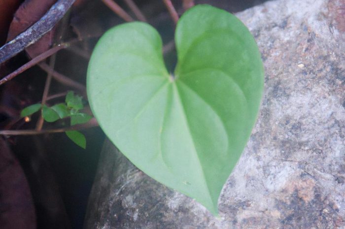 Hoya Kerrii – roślina dla zakochanych