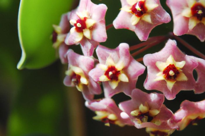 Hoya carnosa – cudowne pnącze dla zapominalskich