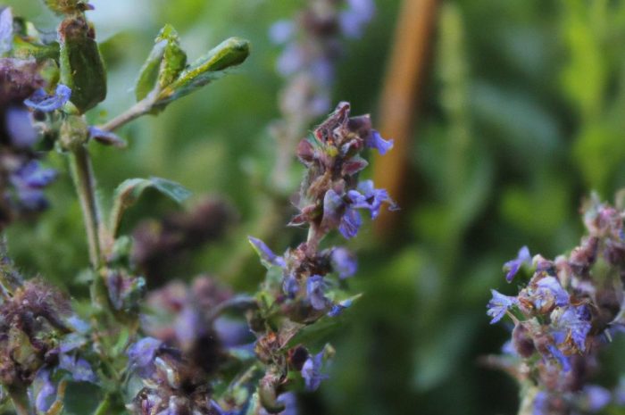 Hyzop lekarski (Hyssopus officinalis) – uprawa i zastosowanie. Święte ziele nazywane józefkiem ma wiele właściwości