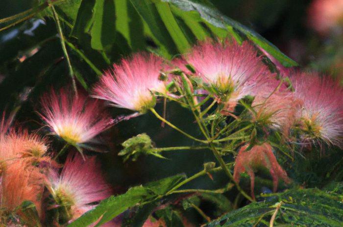 Interesuje cię Albicja jedwabista? Sprawdź przydatne informacje na temat tego, jak uprawiać to ozdobne drzewko!