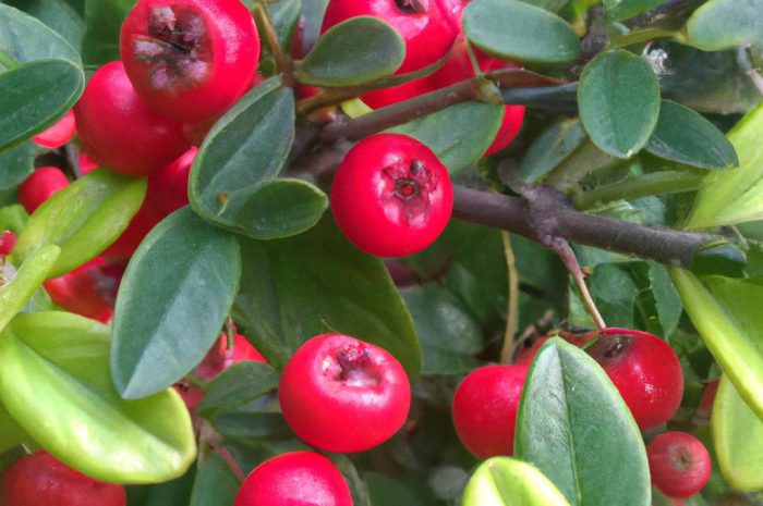 Irga (Cotoneaster) – rodzina krzewów ozdobnych. Jak wygląda uprawa tej rośliny? Jakie są popularne gatunki?