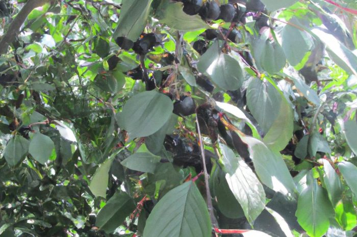 Irga błyszcząca – krzew na żywopłot. Uprawa i rozmnażanie miododajnej rośliny