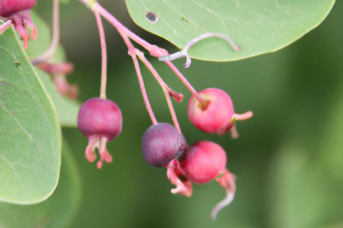 Irga pozioma – uprawa, wymagania, rozmnażanie, pielęgnacja