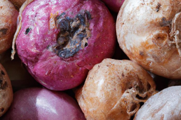 Irysy cebulowe zimowanie – jak zabezpieczyć kwiaty przed zimą?