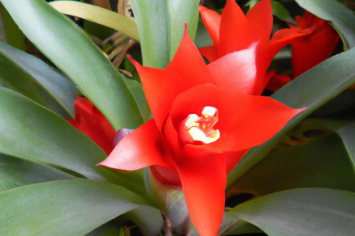 Ismena, czyli błonczatka – opis gatunku, wymagania i uprawa Hymenocallis festalis