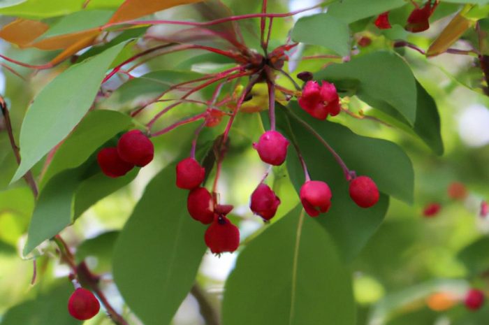 Jabłoń ozdobna rajska – uprawa i pielęgnacja
