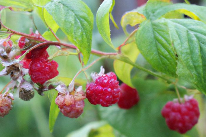 Jagodnik – jak uprawiać rośliny jagodowe w swoim ogrodzie?