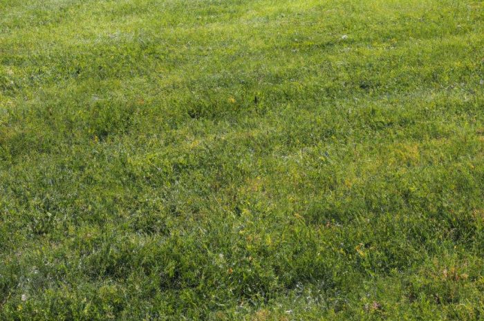 Jak długo rośnie trawa? Co ma wpływ na wschodzenie trawnika i jego kondycję?