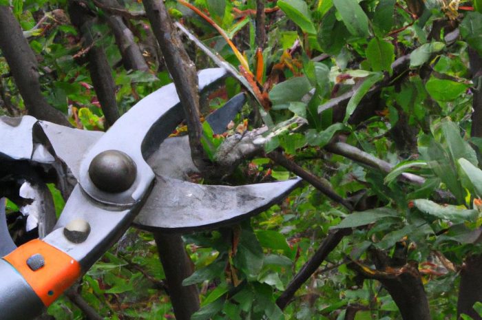 Jak naostrzyć nożyce do żywopłotu? Konserwacja narzędzi ogrodowych