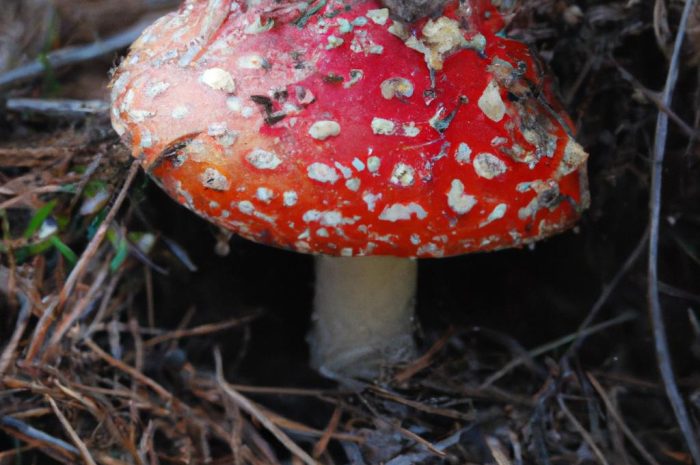 Jak odróżnić kanię od muchomora sromotnikowego? Jest na to sposób!