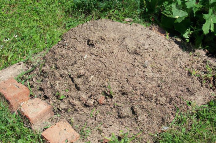 Jak pozbyć się kreta z ogrodu? Poznaj sprawdzone sposoby na poradzenie sobie z tym szkodnikiem