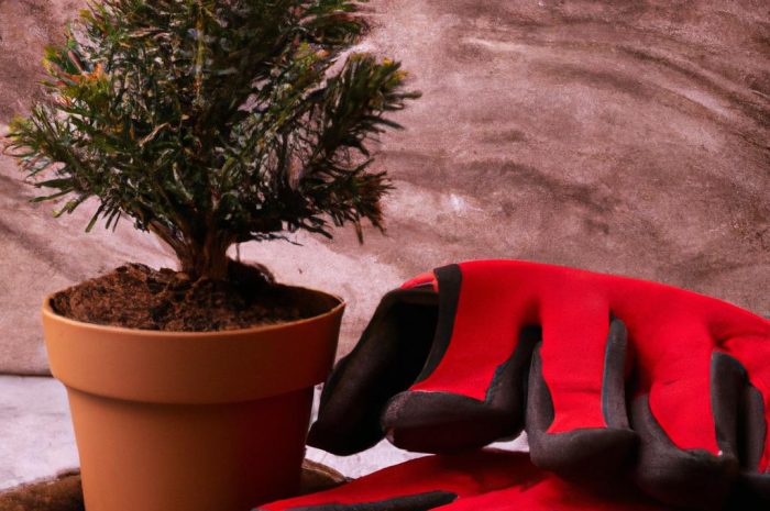 Jak przesadzić choinkę bożonarodzeniową? Prawidłowe przesadzanie choinki z doniczki do ogrodu