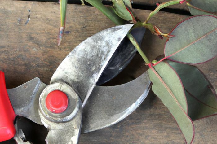 Jak przyciąć róże po zimie? Wyjaśniamy to!