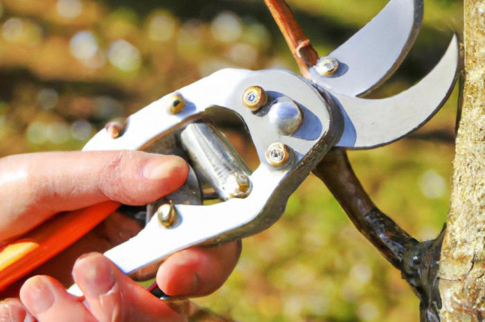 Jak przyciąć winogrona jesienią? Pielęgnacja winorośli