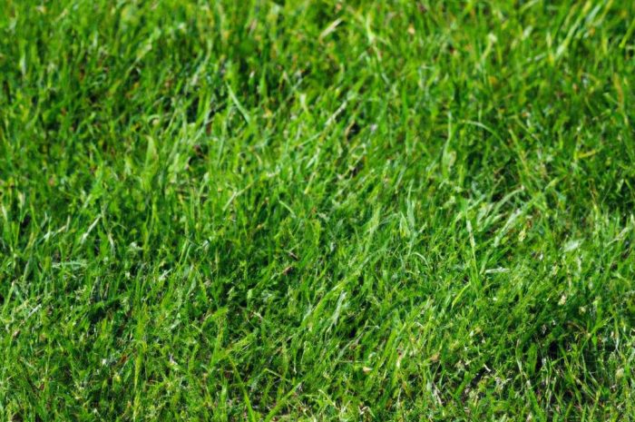 Jak przyspieszyć wzrost trawy? Sprawdź, ile rośnie trawa i jak to wspomóc