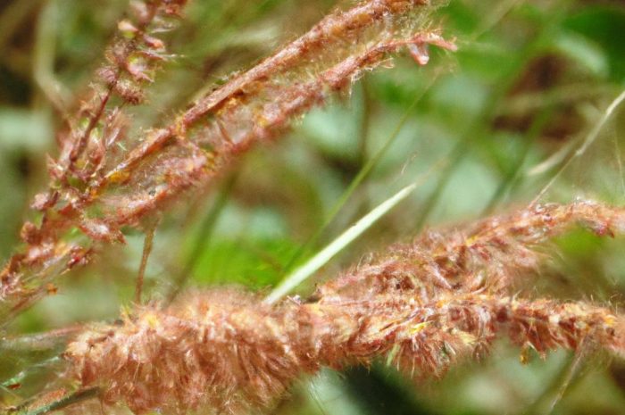 Jak siać trawę na starym trawniku? Praktyczne porady i zalecenia