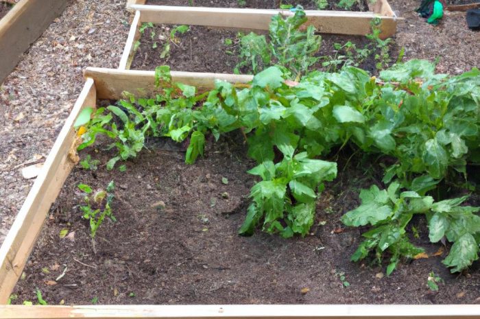 Jak uprawiać mały ogród miejski?