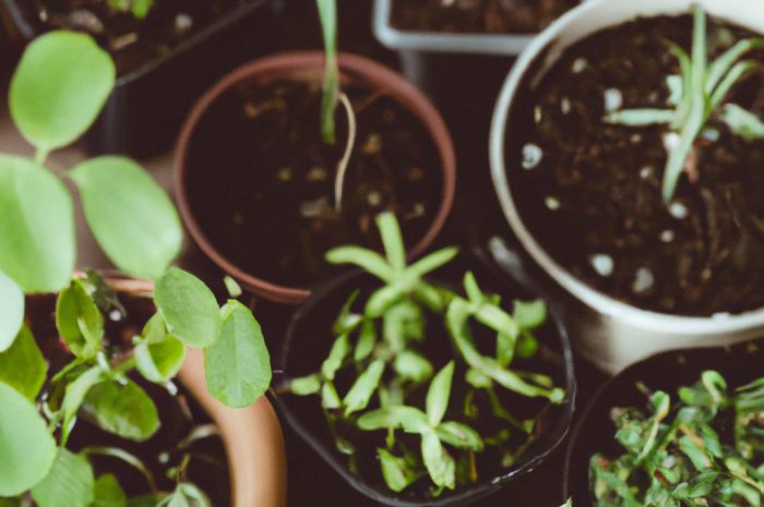 Jak uprawiać rzeżuchę w domu?