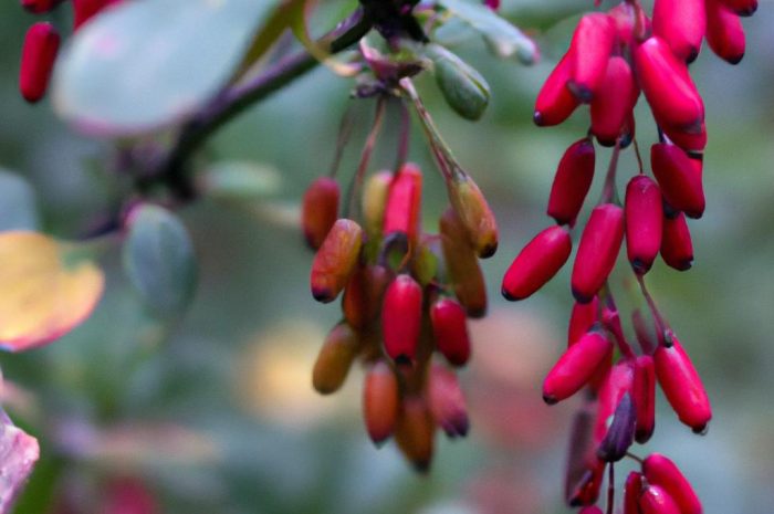 Jak uprawiać berberys zwyczajny i jak on wygląda?