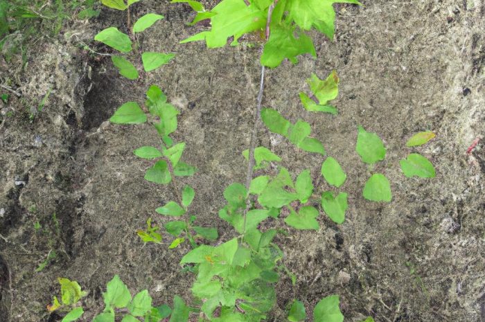 Jak uprawiać klon jesionolistny? Sprawdź przydatne informacje na ten temat i zobacz, jak wygląda hodowla Acer negundo!