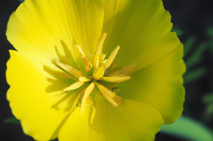 Jak wygląda kłosowiec fenkułowy? Uprawa, rozmnażanie, gatunki i odmiany kłosowca