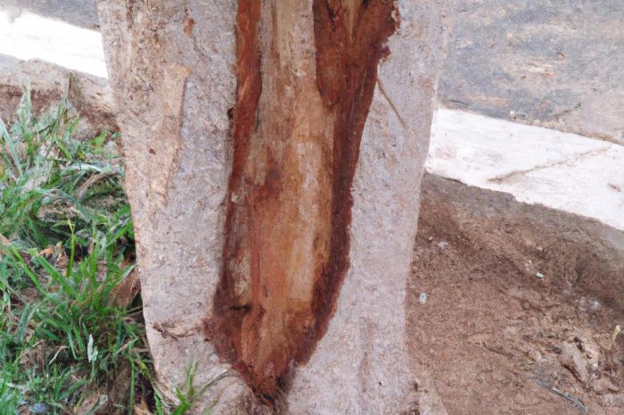 Jak wykarczować działkę?