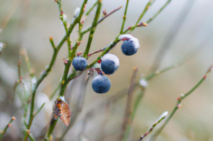Jak zabezpieczyć borówki na zimę?