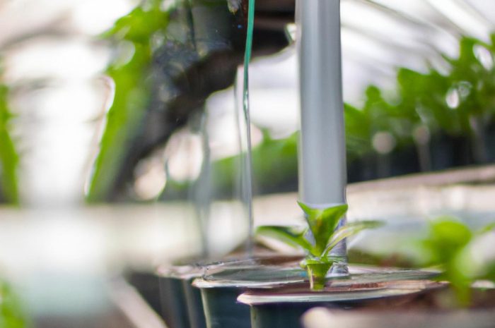 Jak zabezpieczyć doniczki przed zimą? Sprawdzone sposoby