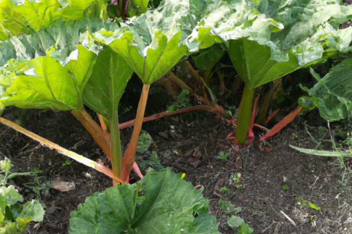 Jak zabezpieczyć rabarbar na zimę? Nasze porady