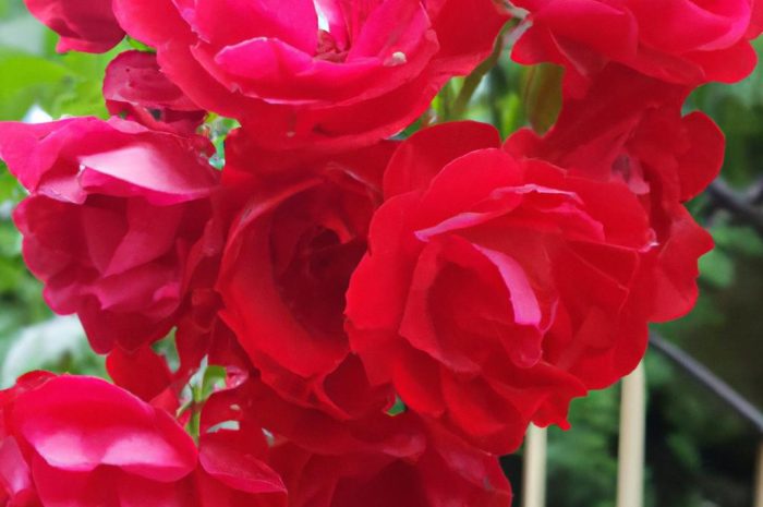 Jak zabezpieczyć róże w donicy na zimę? Tak zadbasz o kwiaty na balkonie