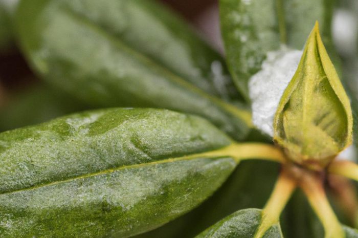 Jak zabezpieczyć rododendron na zimę? Zimowanie różanecznika