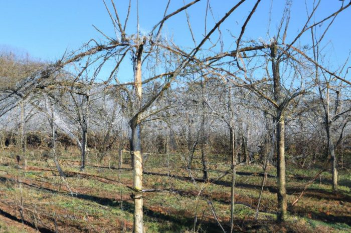 Jak zabezpieczyć drzewka owocowe na zimę?