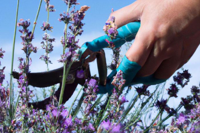 Jak zabezpieczyć lawendę na zimę? Czy przycinać lawendę jesienią?
