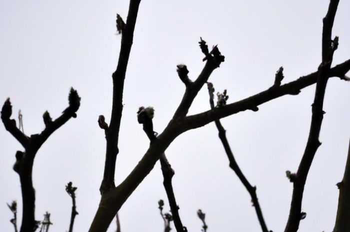 Jak zabezpieczyć magnolię na zimę? Okrycie roślin na zimę