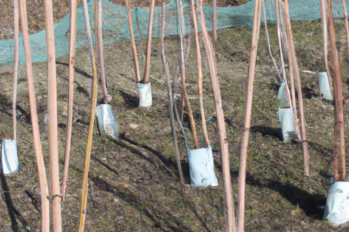 Jak zabezpieczyć maliny na zimę? O uprawie i pielęgnacji malin