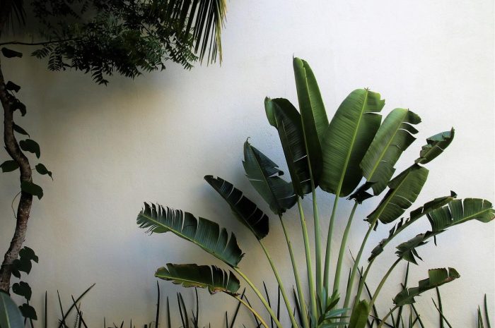 Jak zabezpieczyć truskawki na zimę?