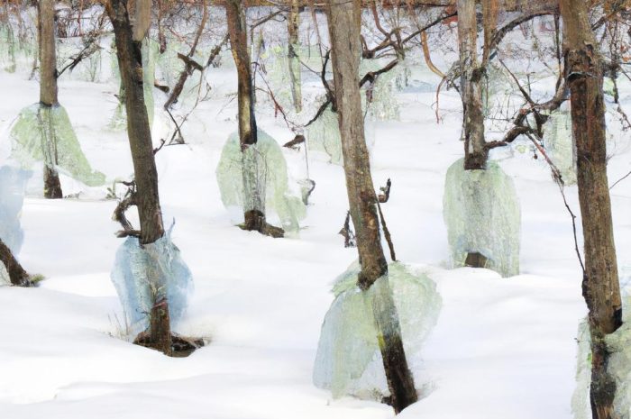 Jak zabezpieczyć winogron na zimę?