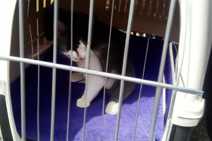 Jak zadbać o komfort kota podczas transportu w gorące dni?