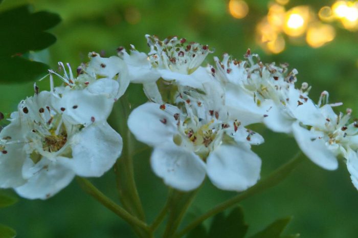 Jak zadbać o powój trójbarwny (Convolvulus tricolor)? Sposoby zwalczania powoju polnego (Convolvulus arvensis)