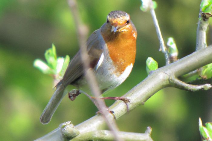 Jak zadbać o pożyteczne zwierzęta w ogrodzie? Budujemy domek dla jeża