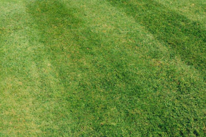 Jaka trawa na trawnik? Dlaczego uniwersalne mieszanki nasion do przydomowych ogrodów składają się z kilku gatunków traw?