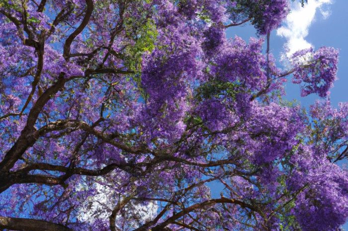 Jakaranda mimozolistna i inne gatunki drzew jacaranda – jak sadzić i uprawiać te rośliny?